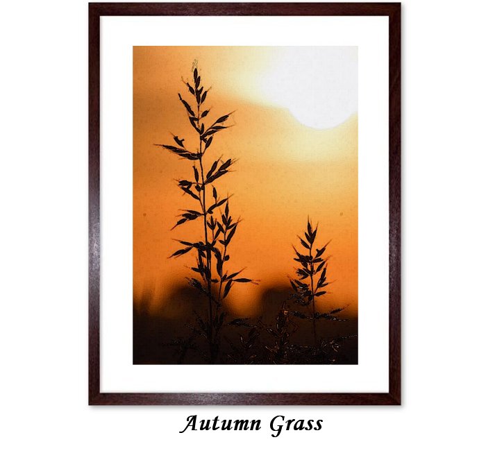 Autumn Grass